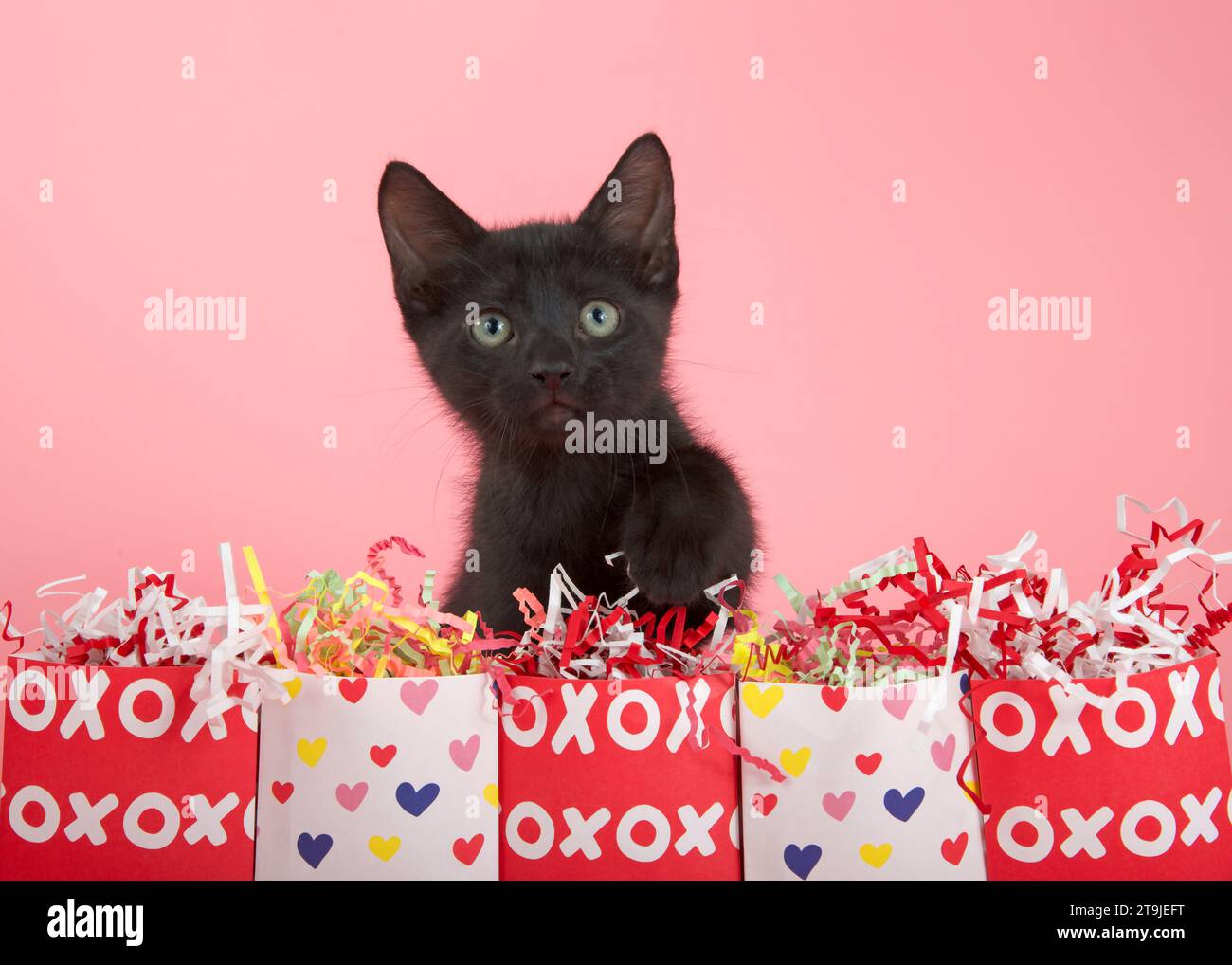 Primo piano di un gattino nero che raggiunge la fila delle borse per le vacanze di San Valentino con il riempimento di carta colorata. Foto Stock