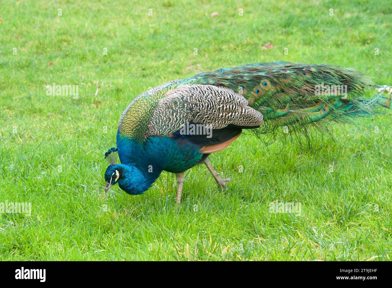 Un pavone maschio che cammina sull'erba in un parco locale dove mangiare. I pavoni sono famosi per il loro bellissimo piumaggio. Foto Stock