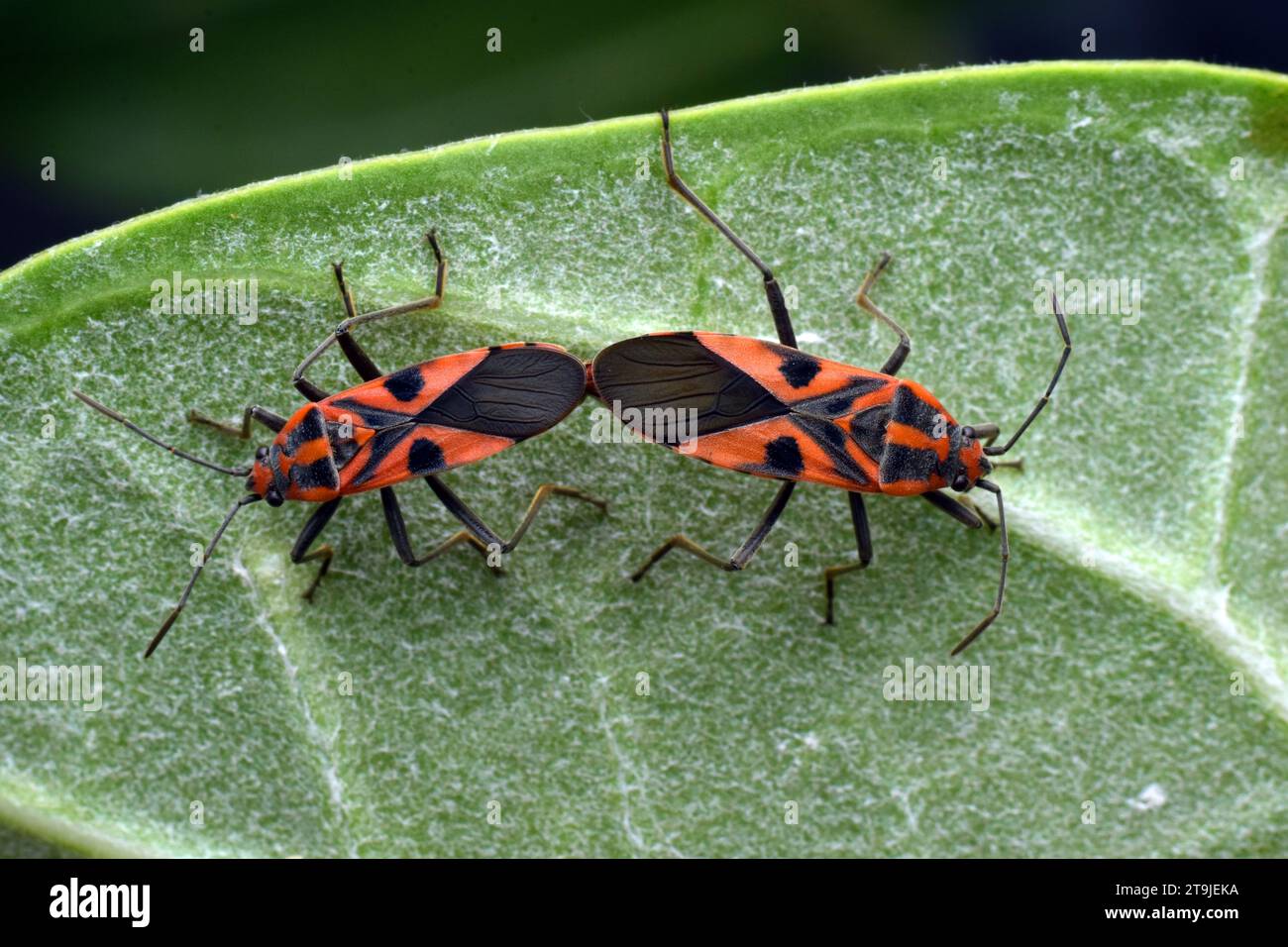 Un paio di Darth Maul Bug che si accoppiano su foglia verde. Surakarta, Indonesia. Foto Stock