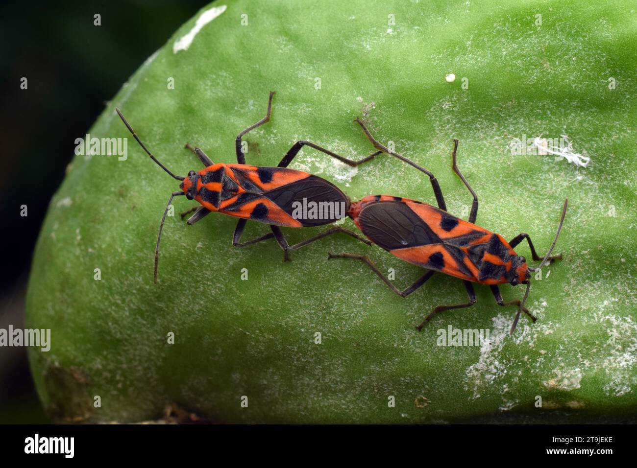 Un paio di Darth Maul Bug che si accoppiano sul capsula di semi di Calothropis. Surakarta, Indonesia. Foto Stock