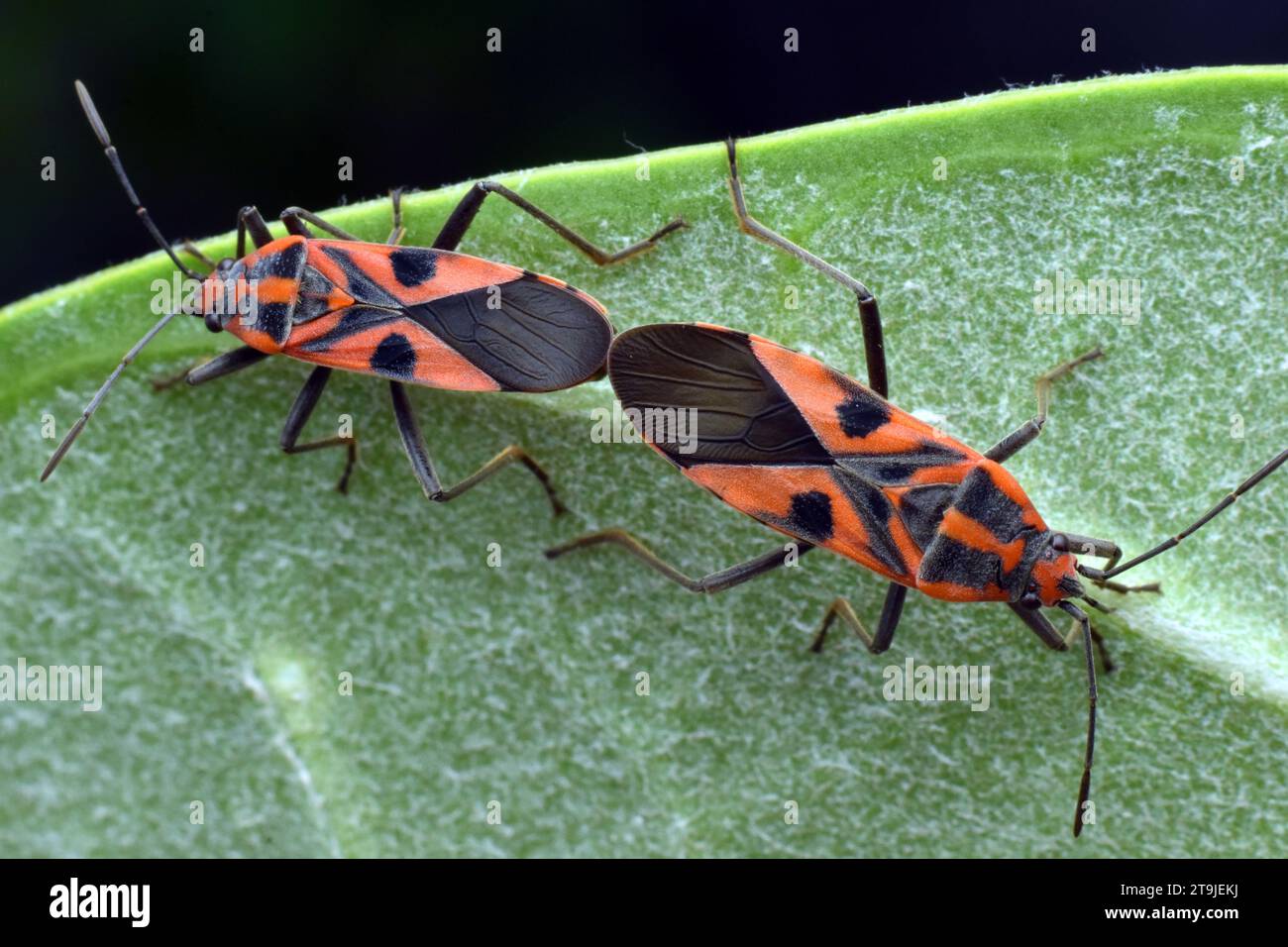 Un paio di Darth Maul Bug che si accoppiano su foglia verde. Surakarta, Indonesia. Foto Stock
