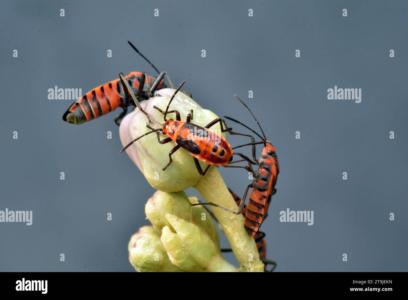 Un gruppo di insetti di Darth Maul che si nutrono di boccioli di fiori di Calothropis. Surakarta, Indonesia. Foto Stock