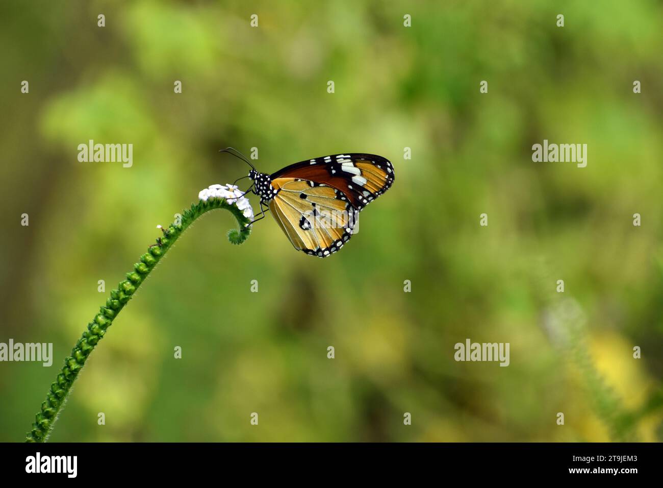 Farfalla monarca africana appollaiata sulla pianta dell'eliotropo. Foto Stock