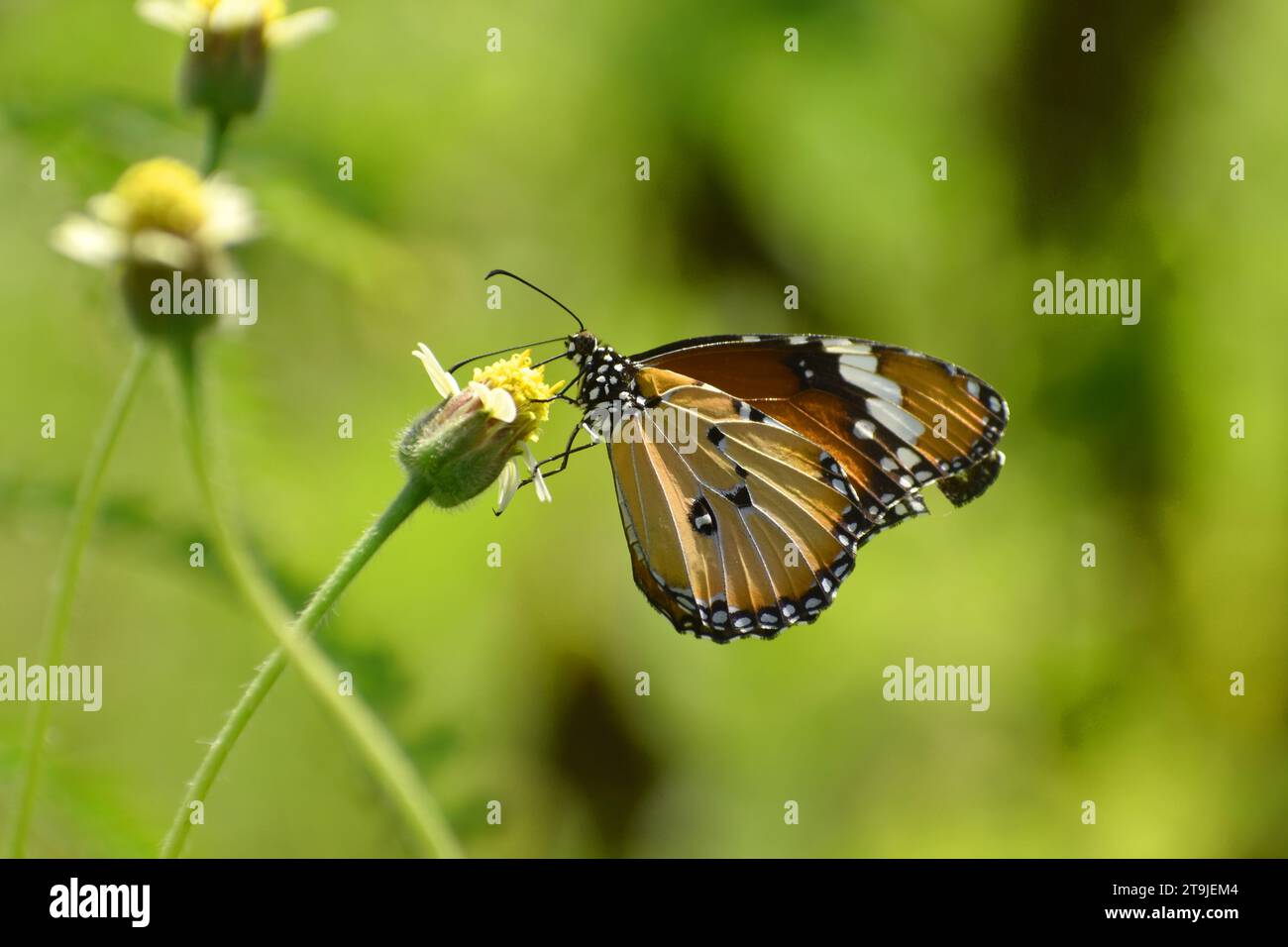 Farfalla monarca africana appollaiata su un piccolo fiore. Foto Stock