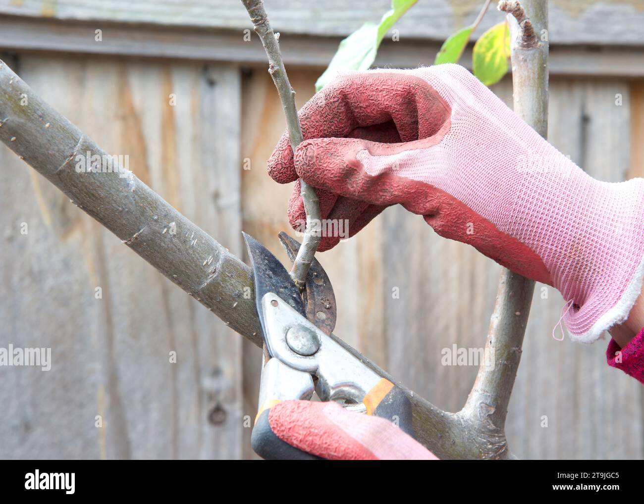 Primo piano delle mani con guanti sporchi che indossano guanti rosa che tengono in mano le forbici da potatura che tagliano il ramo della mela con la recinzione di legno sullo sfondo. Foto Stock