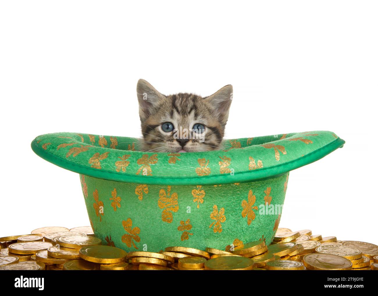 Primo piano di un adorabile gattino tabby che sbircia fuori da un cappello verde a tema San Patrizio con sciamassi d'oro, circondato da monete d'oro. Isolato Foto Stock