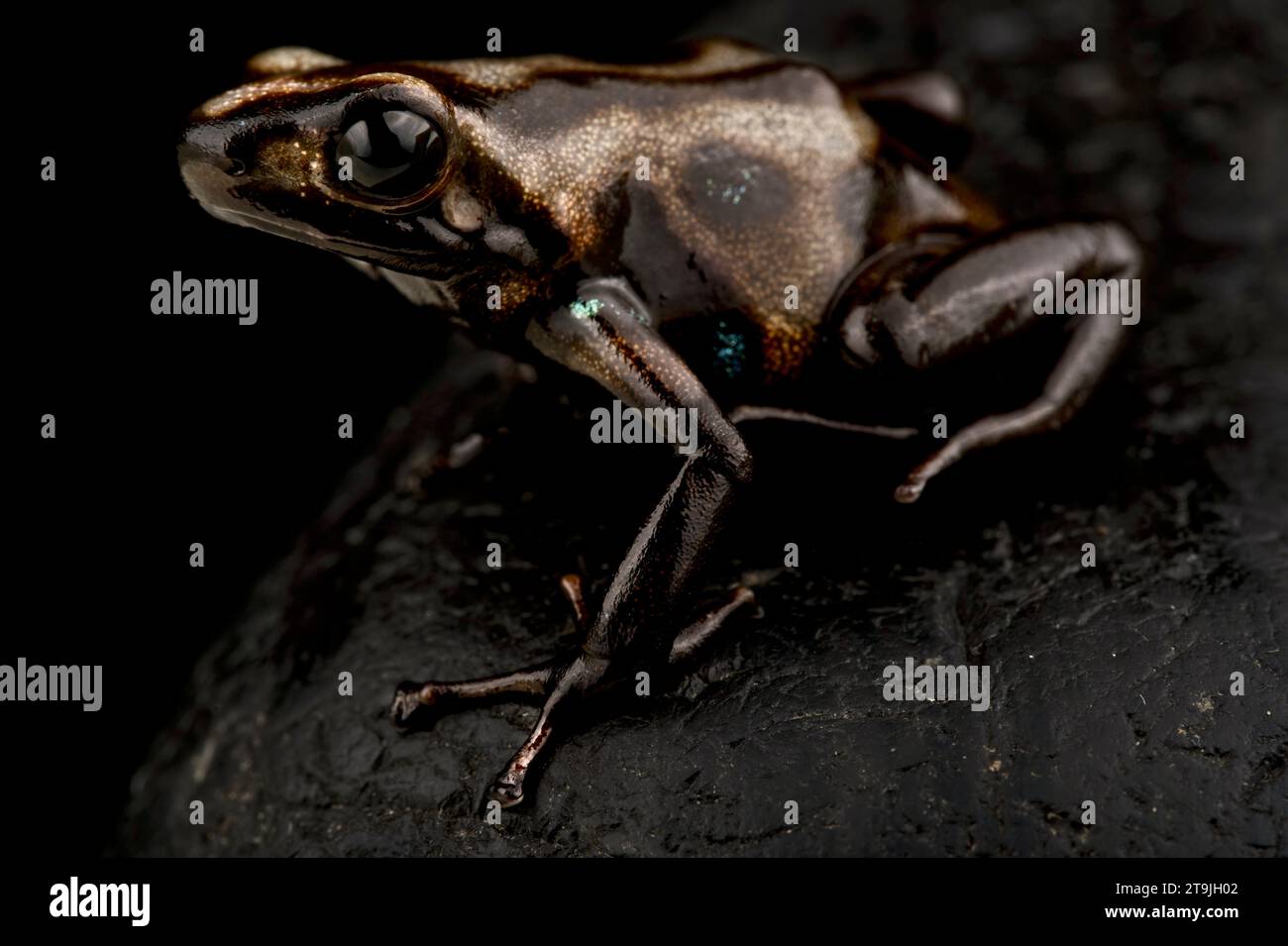 Rana mimetica (Dendrobates auratus) Foto Stock