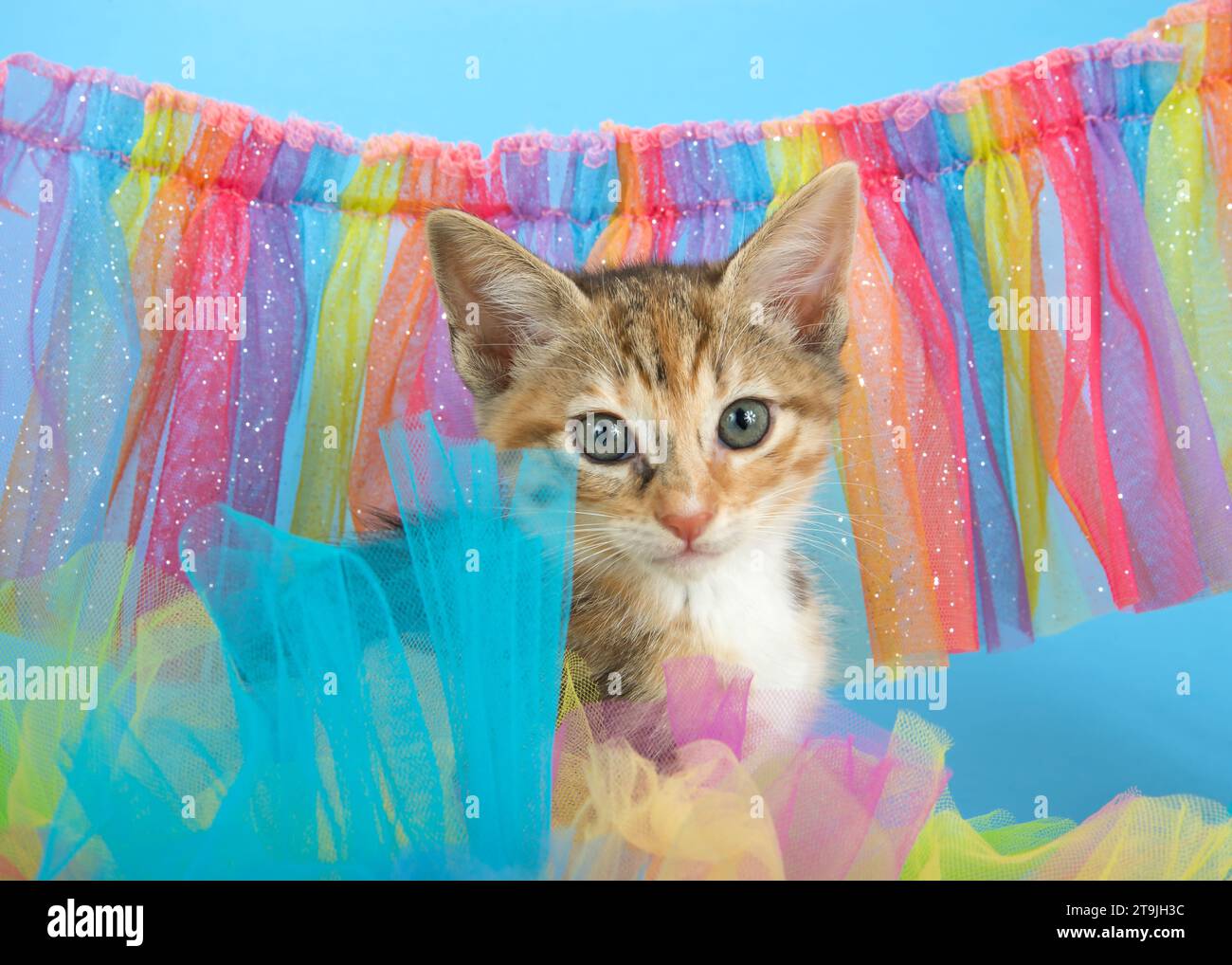 Adorabile Tabby calico mescola gattino direttamente allo spettatore, sbirciando attraverso il tulle colorato nei colori dell'arcobaleno Gay Pride di verde, blu, arancione, giallo, re Foto Stock