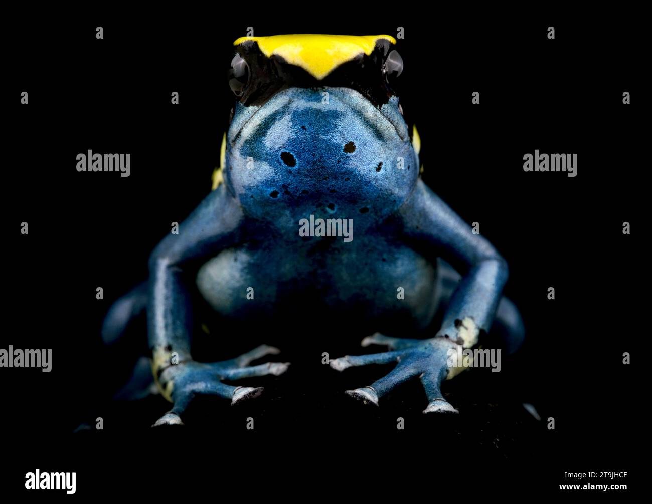 Il Dyeing Dart Frog (Dendrobates tinctorius) è una grande specie di rana colorata proveniente dallo scudo della Guiana in Sud America. Foto Stock