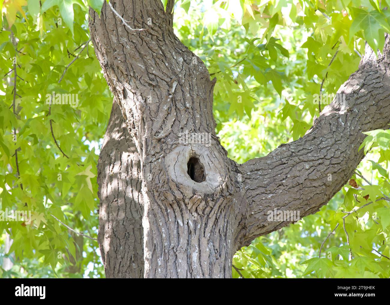 Vista di un buco in un ambra liquido, comunemente chiamato Sweetgum Tree, o American Sweet Gm Tree. I tronchi cavi causano instabilità all'albero. Foto Stock