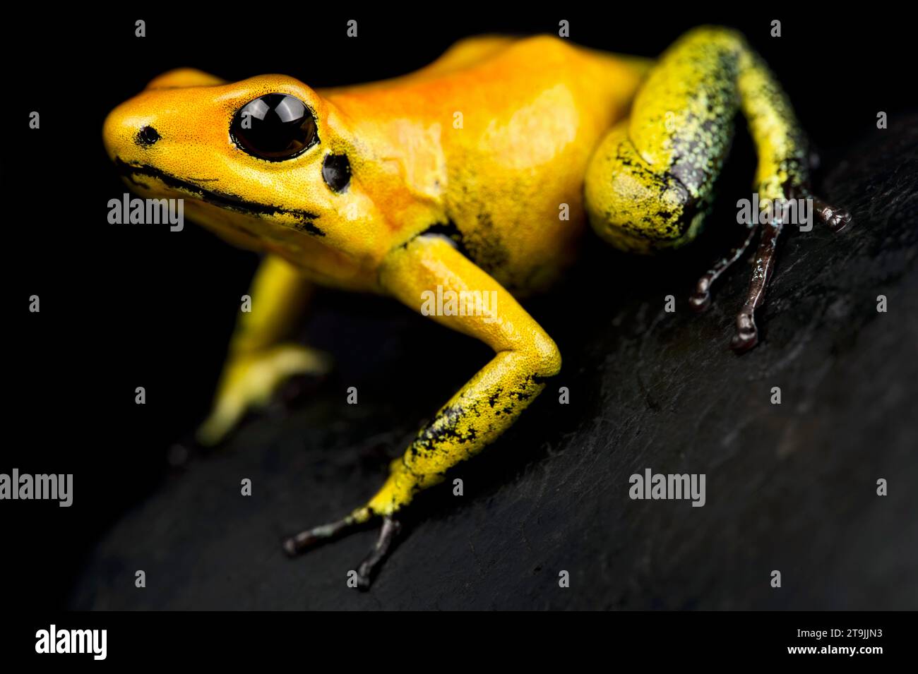 Il dardo velenoso d'oro (Phyllobates terribilis) è considerato l'animale più velenoso sulla terra. Foto Stock