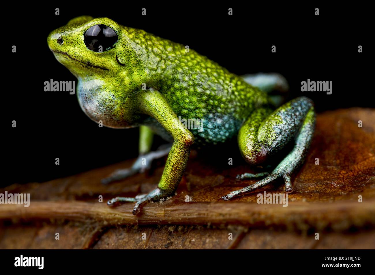 Il granulare Poisson Arrow Frog (Oophaga granulifera) è endemico della Costa Rica. Foto Stock
