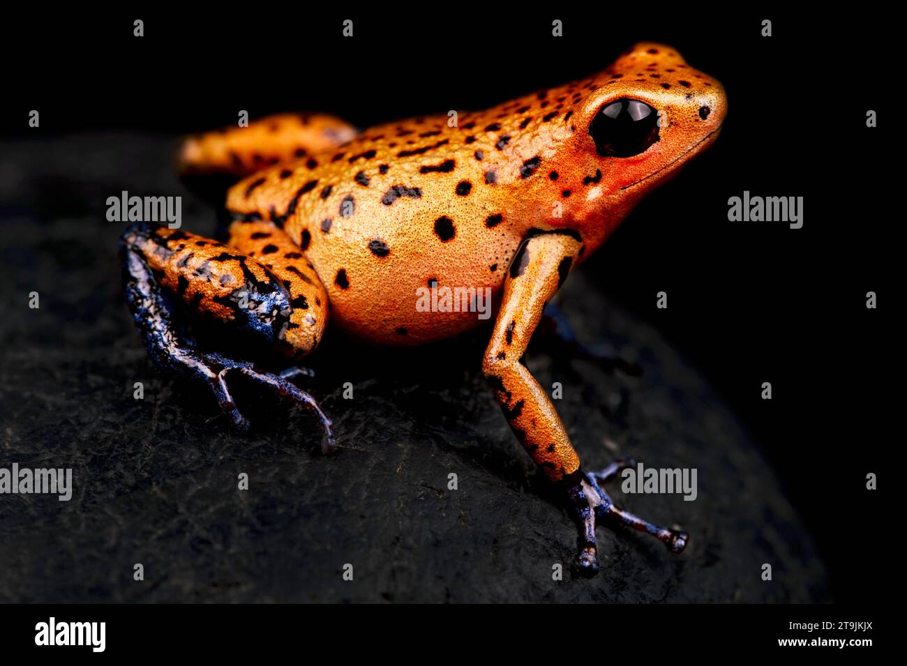 La rana del dardo di fragola (Oophaga pumilio) è una specie anfibia di colore molto variabile. Questo è un esemplare di Bocas del Torro, Panama. Foto Stock