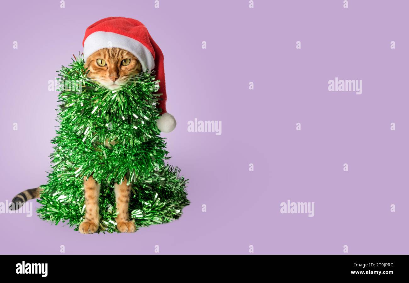 Simpatico gatto con cappello da Babbo Natale, avvolto in ghirlande verdi o tinsel. Gatto - albero di Natale su sfondo viola. Copia spazio. Foto Stock