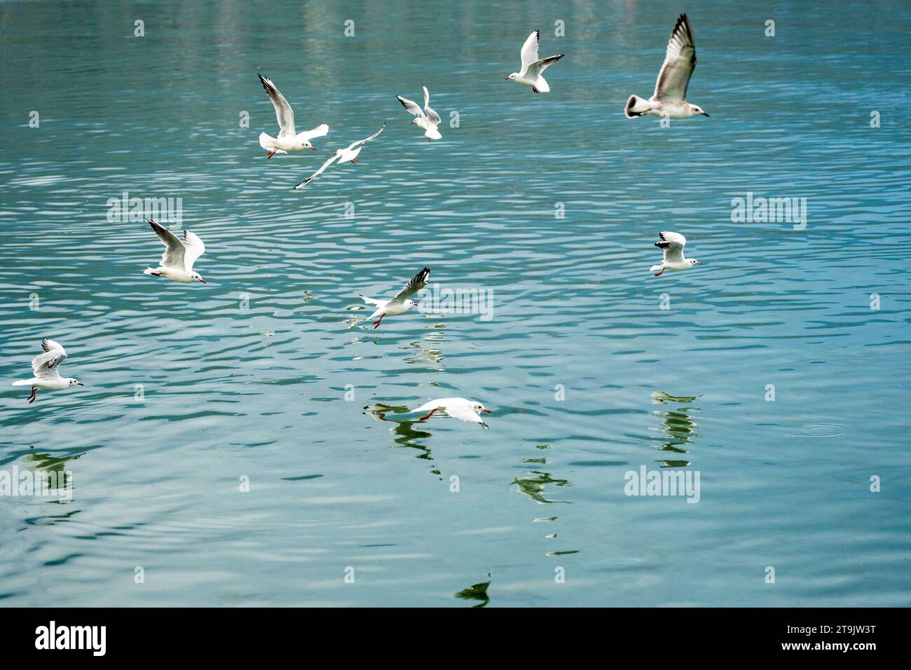 Molti uccelli che volano sopra il lago di ocrida la mattina alla ricerca di cibo. Gabbiani. Lari, laridae. Foto Stock