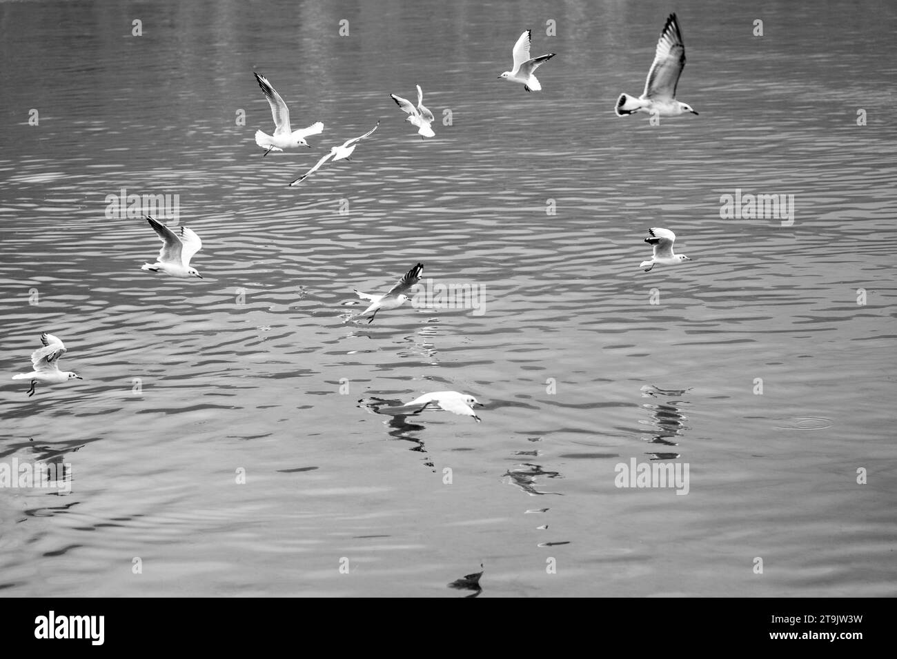 Molti uccelli che volano sopra il lago di ocrida la mattina alla ricerca di cibo. Gabbiani. Lari, laridae. Bianco e nero. Monocromatico Foto Stock