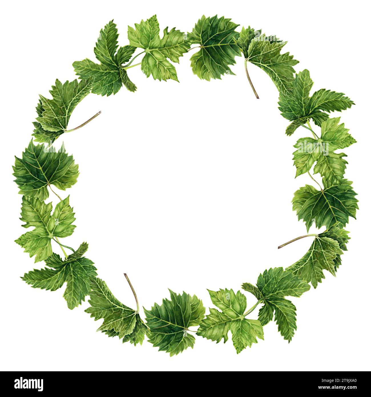Composizione della corona con foglie di uva verde. Illustrazione acquerello isolata su sfondo bianco. Elemento di design naturale disegnato a mano. Telaio rotondo per c Foto Stock
