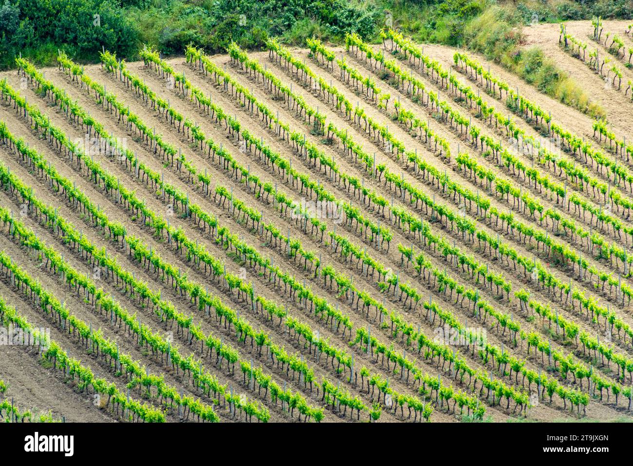 Vitigno Catarratto in regione Trapani - Sicilia - Italia Foto Stock