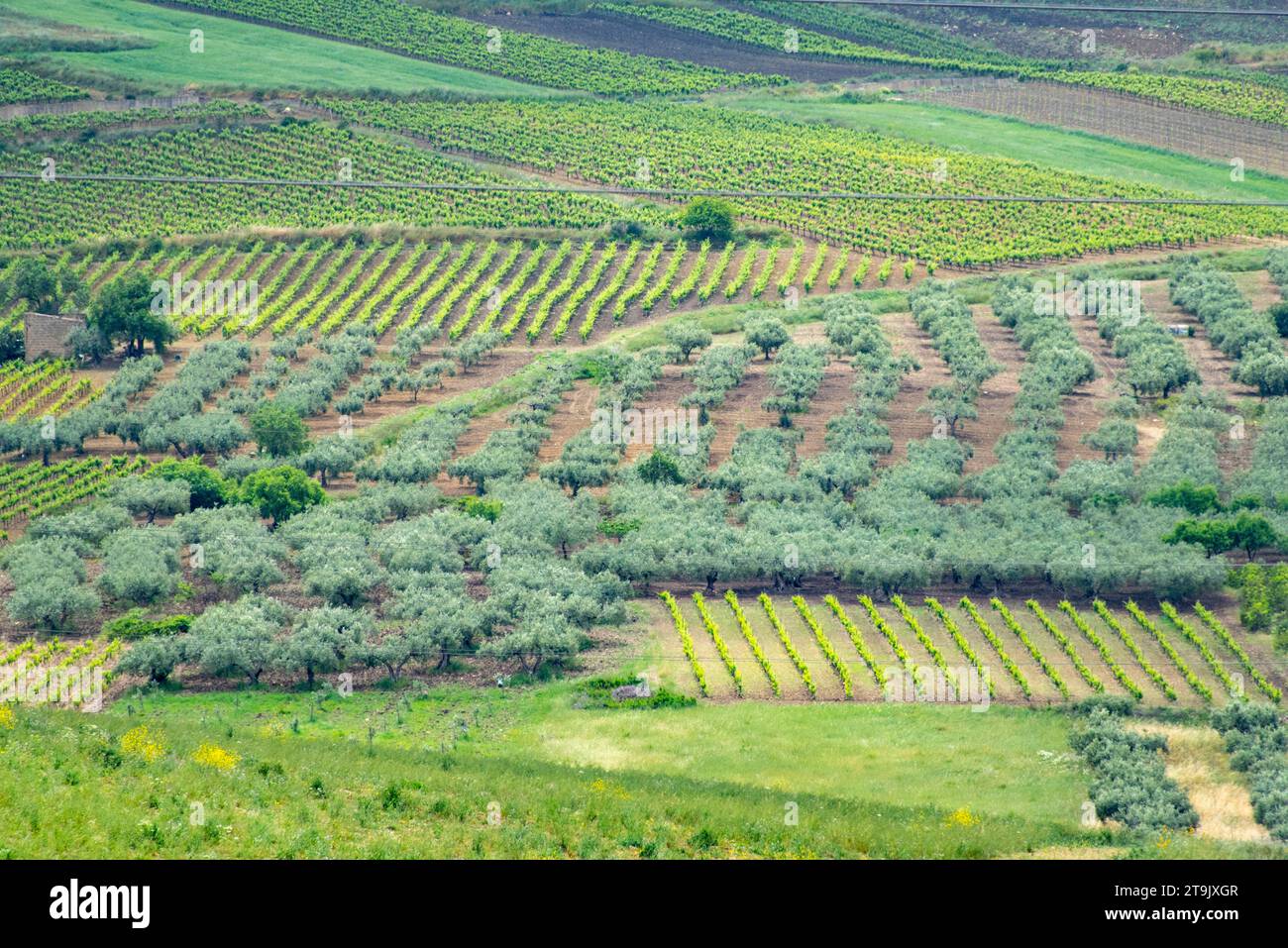 Vitigno Catarratto in regione Trapani - Sicilia - Italia Foto Stock