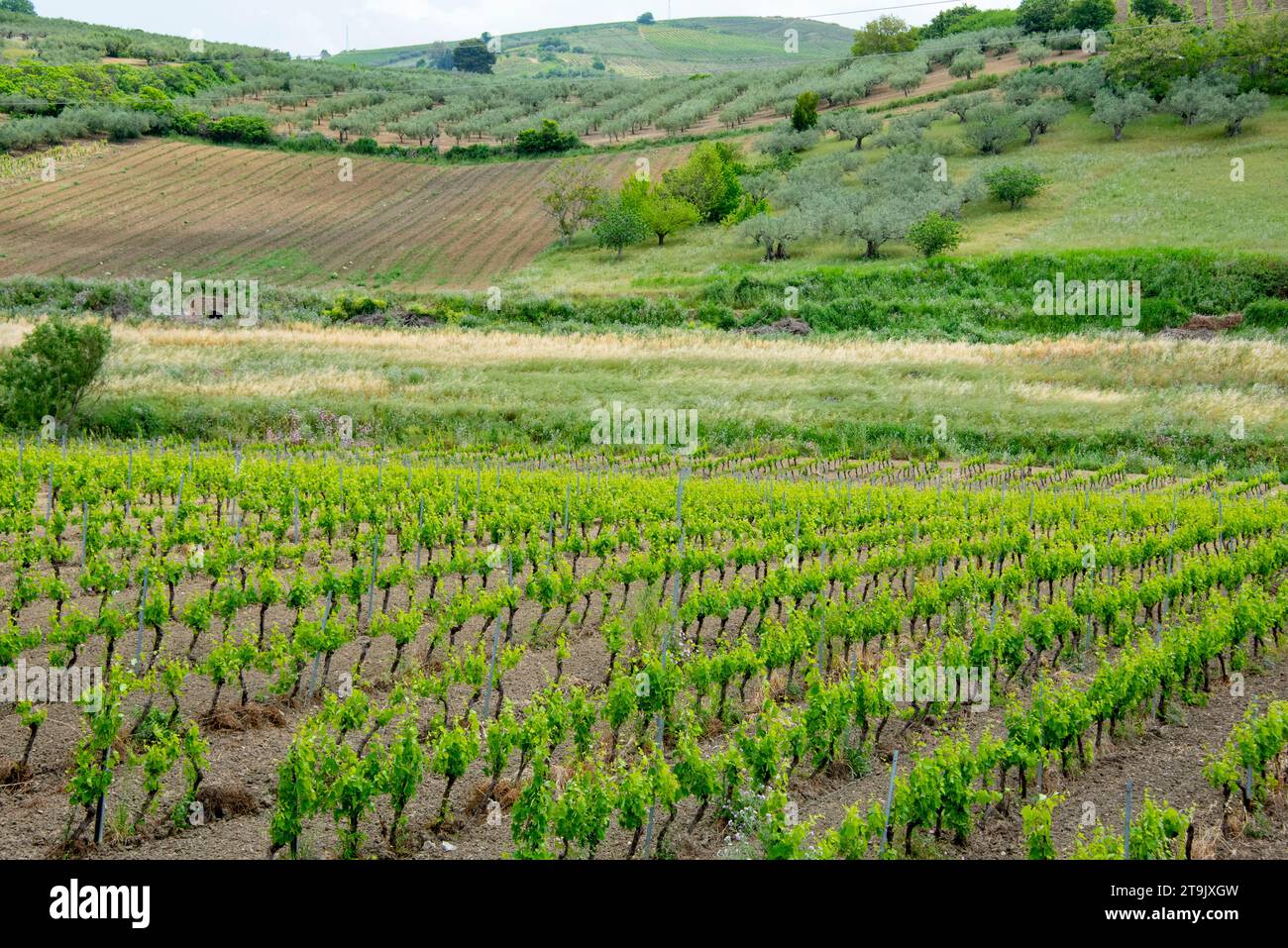 Vitigno Catarratto in regione Trapani - Sicilia - Italia Foto Stock