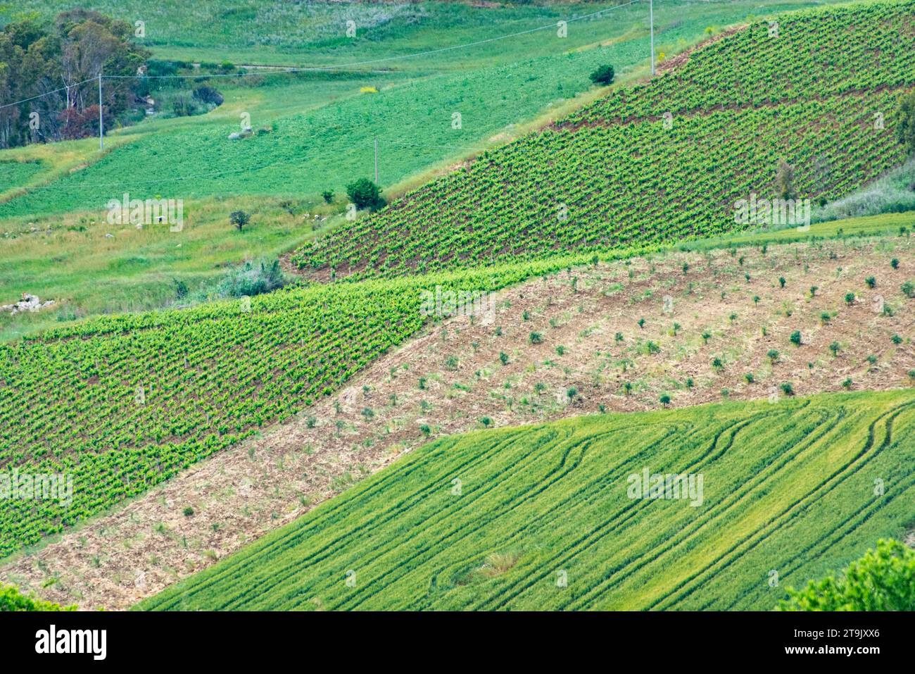 Vitigno Catarratto in regione Trapani - Sicilia - Italia Foto Stock