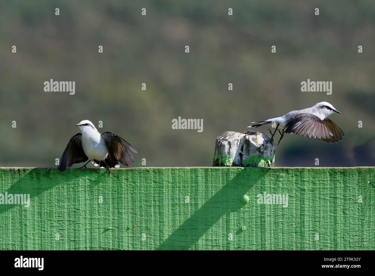 Corteggiamento di un paio di tiranno d'acqua mascherata (Fluvicola nengeta), Parco Nazionale Serra da Canastra, Minas Gerais, Brasile Foto Stock