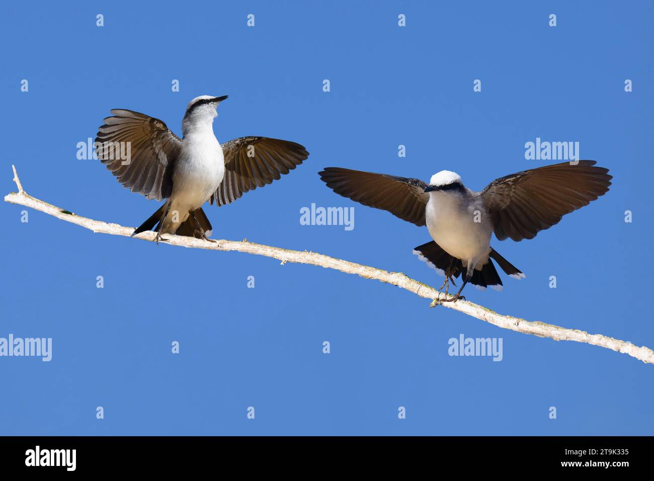 Corteggiamento di un paio di tiranno d'acqua mascherata (Fluvicola nengeta), Parco Nazionale Serra da Canastra, Minas Gerais, Brasile Foto Stock