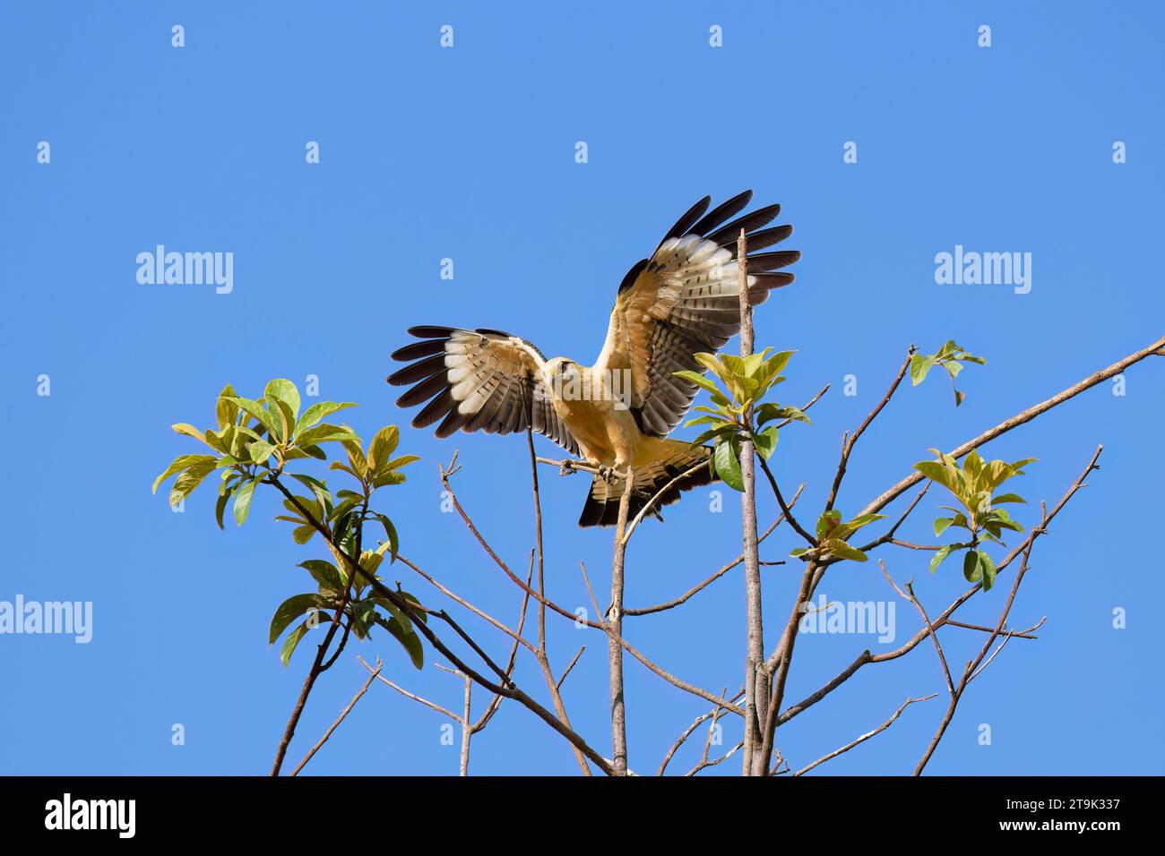 Caracara con testa gialla (Milvago chimachima) su una diramazione, Parco Nazionale della Serra da Canastra, Minas Gerais, Brasile, Sud America Foto Stock