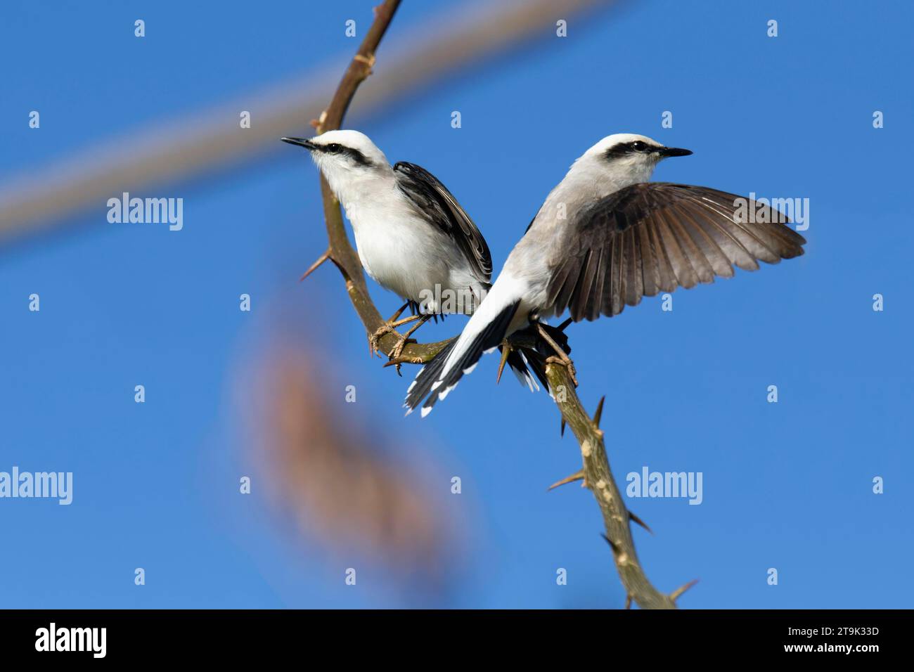 Corteggiamento di un paio di tiranno d'acqua mascherata (Fluvicola nengeta), Parco Nazionale Serra da Canastra, Minas Gerais, Brasile Foto Stock