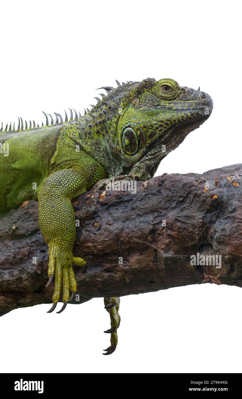 Un ritratto ravvicinato di mezza lunghezza di un'iguana verde. Mostrando la testa e le gambe anteriori mentre si trova su un ramo. È isolato su sfondo bianco Foto Stock