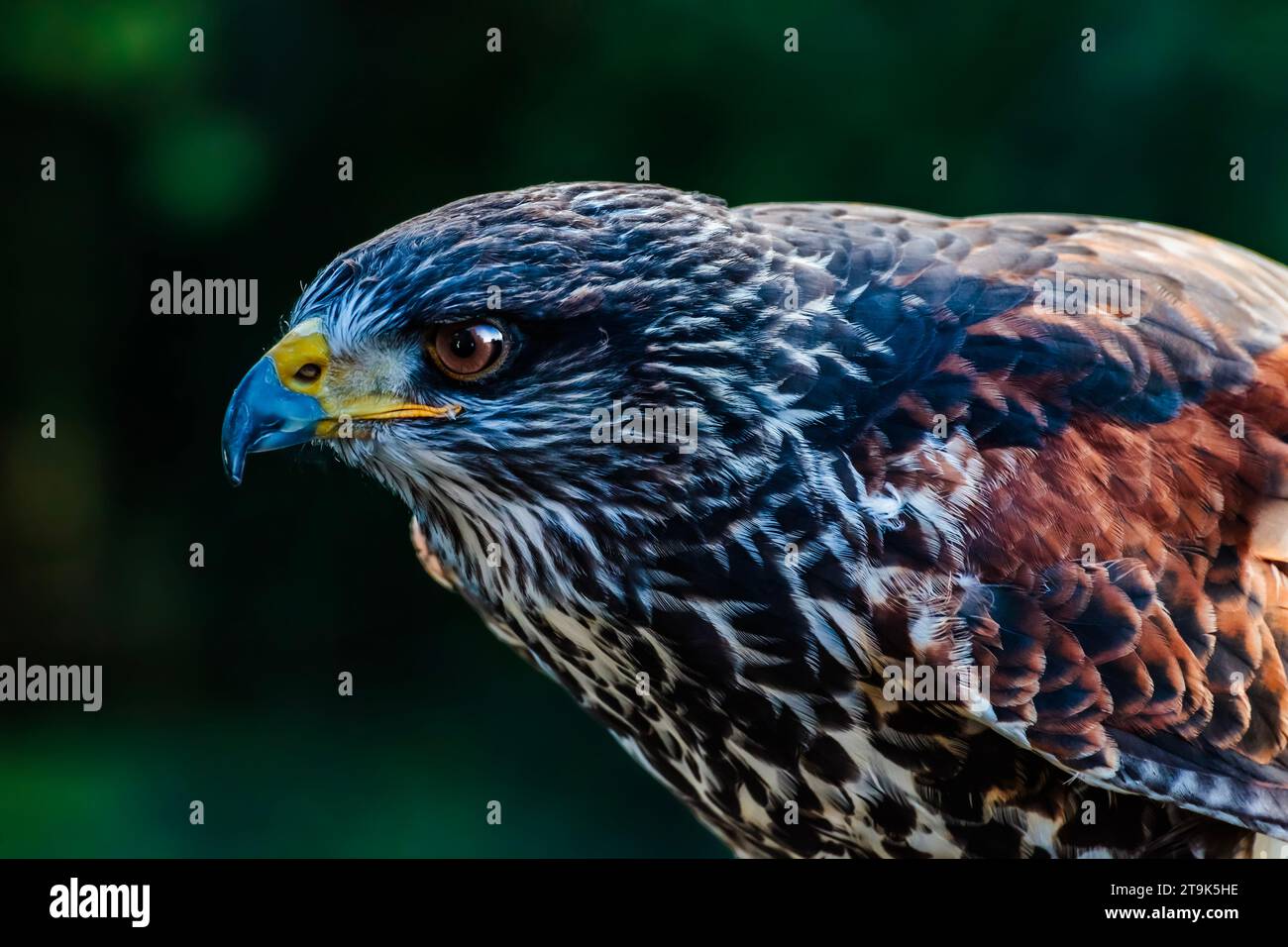 Ritratto della testa e delle spalle Harris Hawk con morbido sfondo boschivo. Sebbene originario delle Americhe, questo è raffigurato nel Devon, Regno Unito Foto Stock