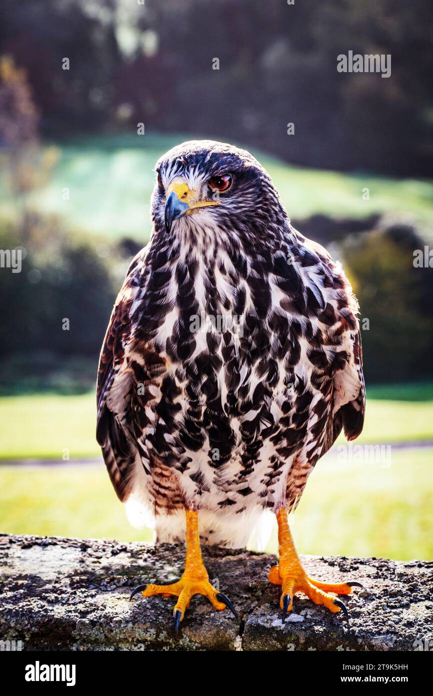 Harris Hawk arroccato su balaustra di granito con morbido sfondo boschivo. Sebbene originario delle Americhe, questo è raffigurato nel Devon, Regno Unito Foto Stock