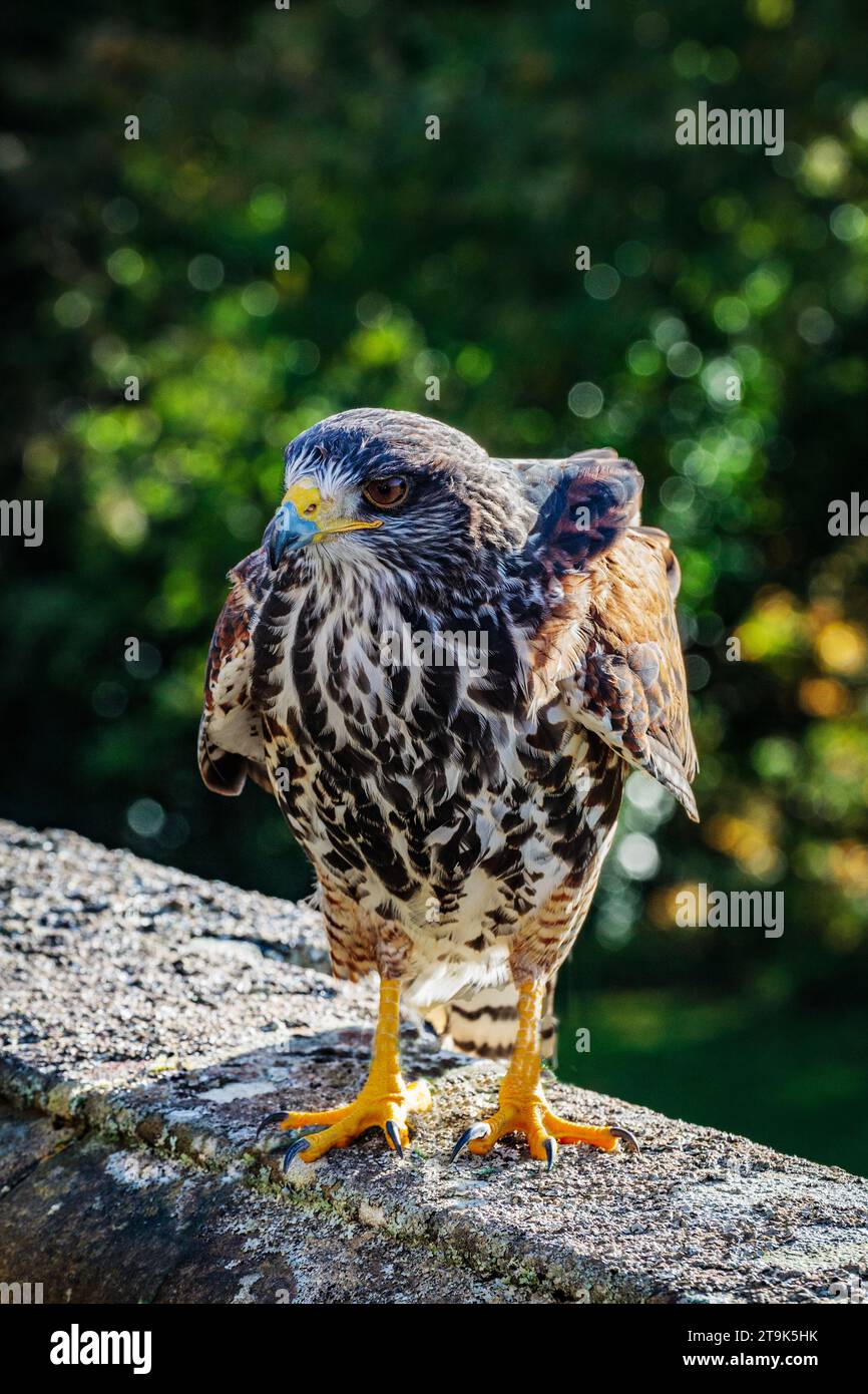 Harris Hawk arroccato su balaustra di granito con morbido sfondo boschivo. Sebbene originario delle Americhe, questo è raffigurato nel Devon, Regno Unito Foto Stock