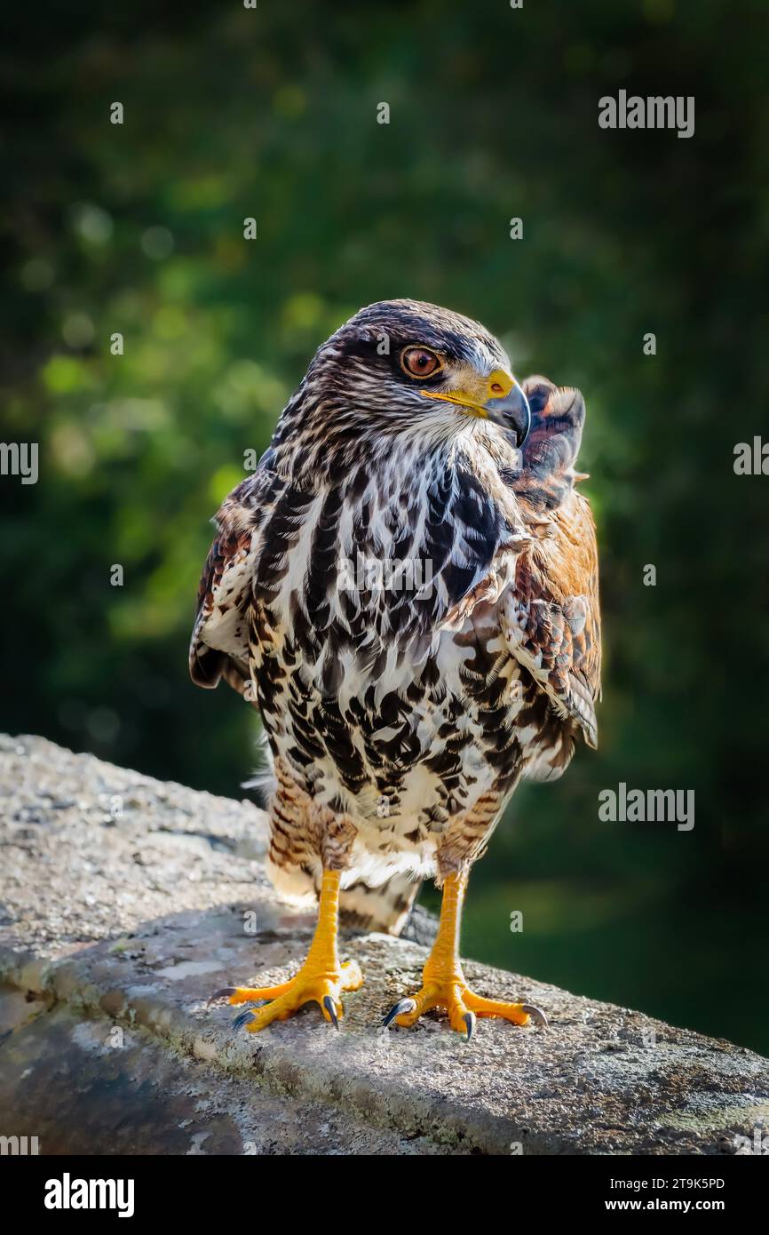 Harris Hawk arroccato su balaustra di granito con morbido sfondo boschivo. Sebbene originario delle Americhe, questo è raffigurato nel Devon, Regno Unito Foto Stock