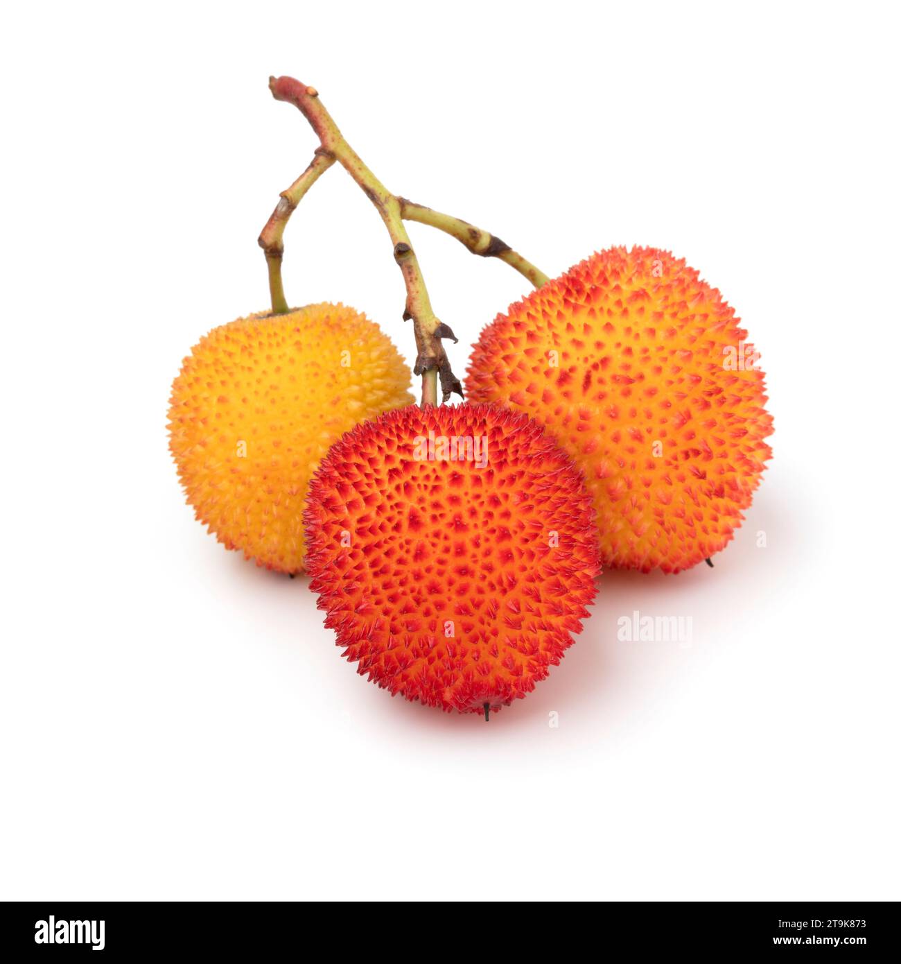 Frutti di Arbutus freschi su un ramoscello isolato su sfondo bianco da vicino Foto Stock