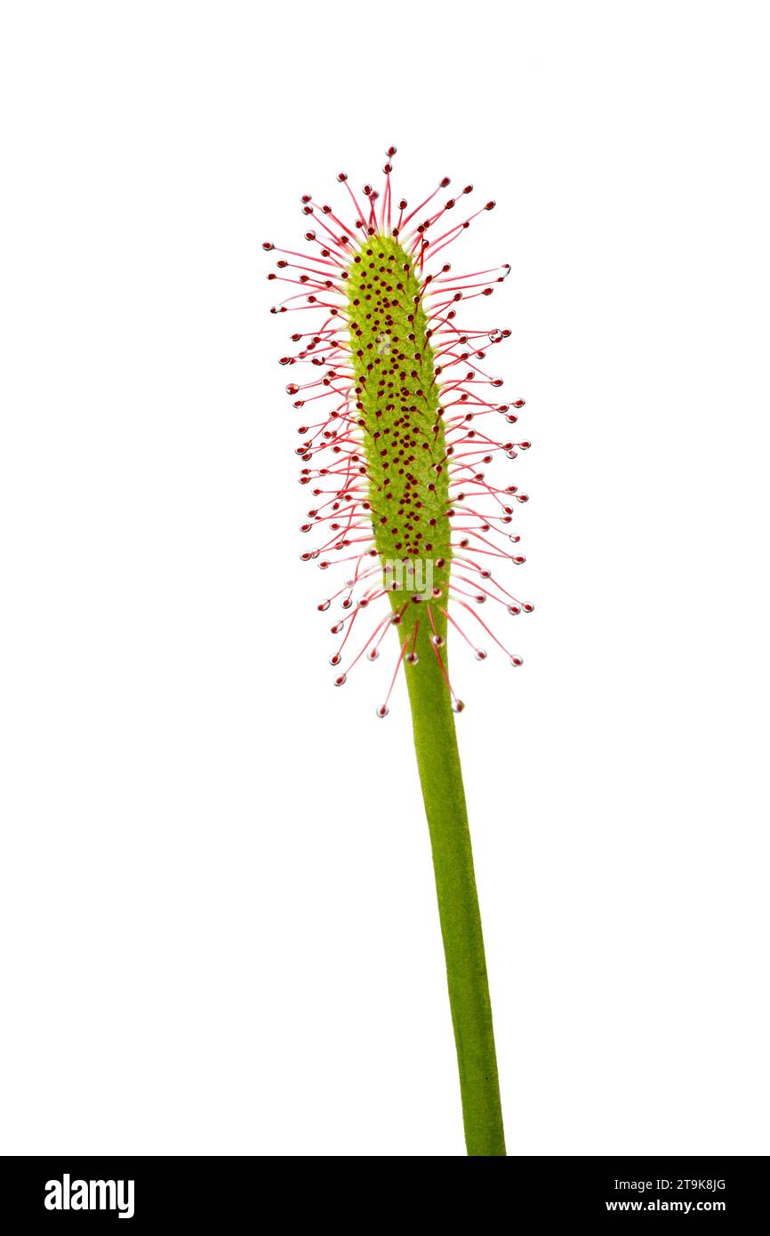 Drosera fresca, piano carnivoro, primo piano tentacolo su sfondo bianco Foto Stock