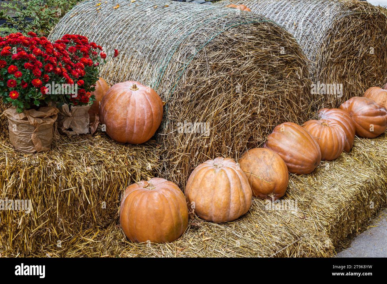 Arancia di zucca adagiata sulle balle di fieno e i fiori sono rossi. Foto Stock