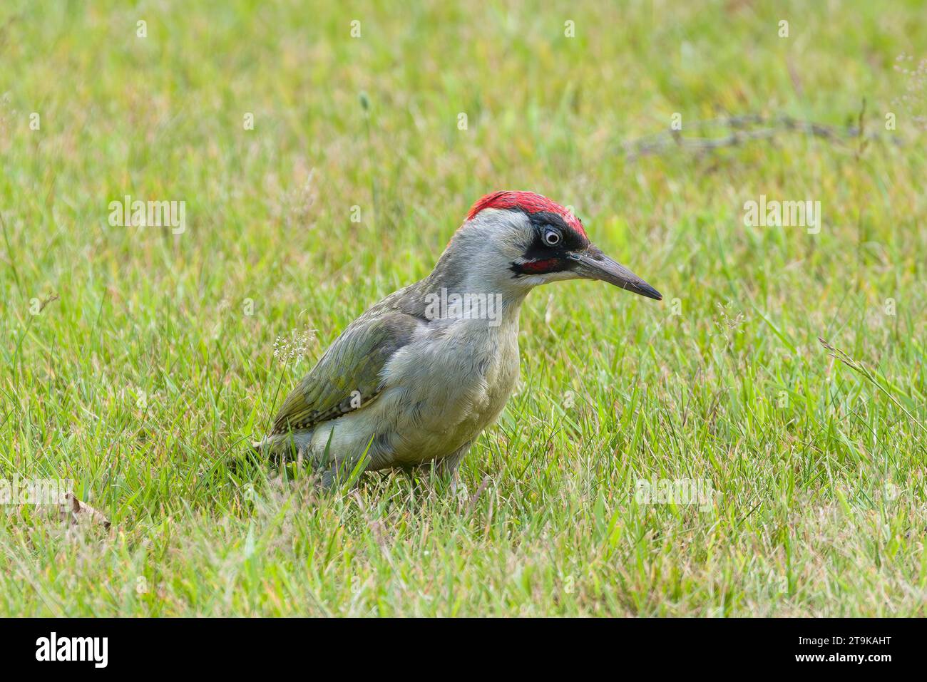 Picchio verde europeo maschio (Picus viridis) che si allena sul prato in un giardino del Regno Unito Foto Stock