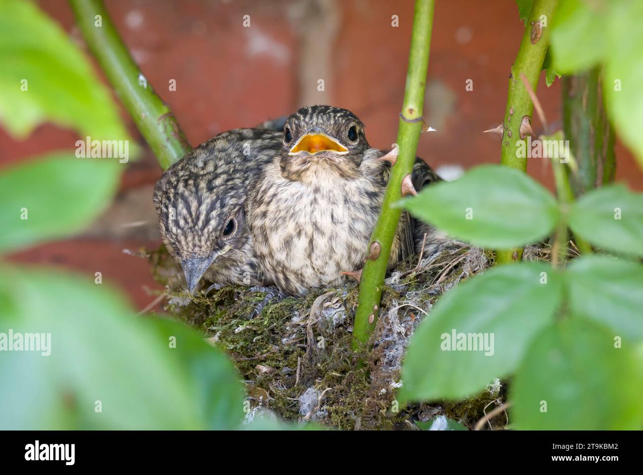 Nidificano gli uccelli, pulcini maculati (Muscicapa striata) in un nido nascosto in un cespuglio di rose in un giardino del Regno Unito Foto Stock