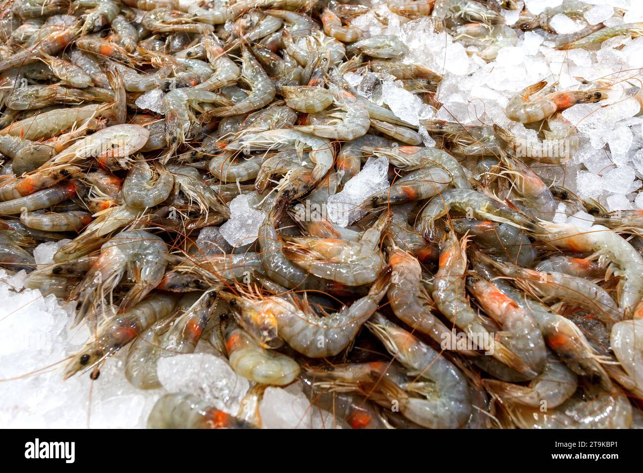 I gamberetti crudi, i gamberi non sbucciati interi, sul ghiaccio, sono venduti al mercato del pesce. Foto Stock
