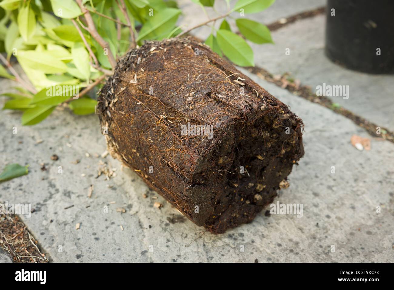 Dettaglio del sistema radice di un impianto con o con root bound. Reimpianto di una pianta legata alla radice, Regno Unito Foto Stock