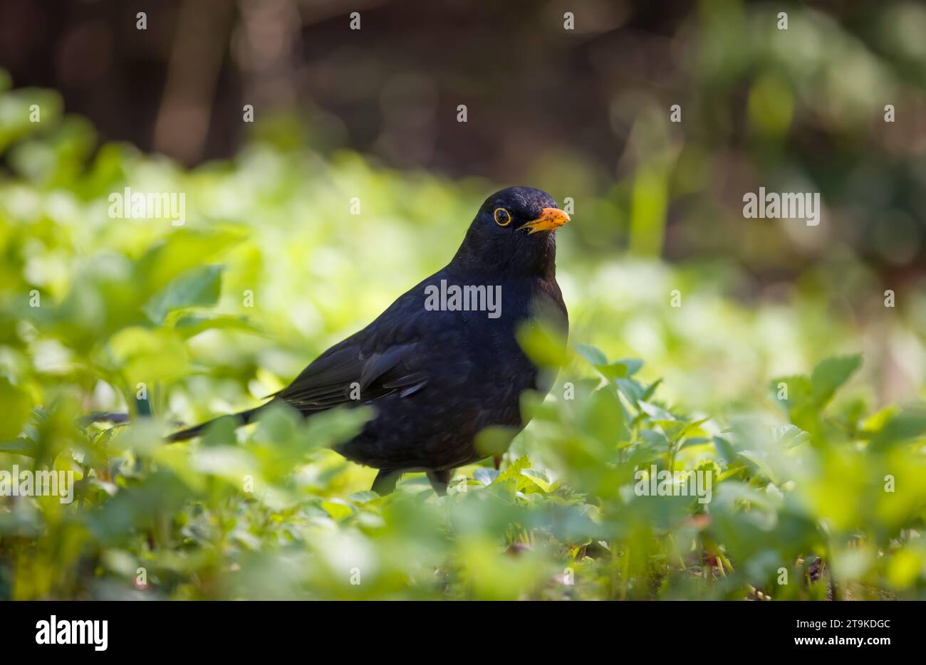 Foraggiamento di uccelli neri in un giardino inglese, Regno Unito Foto Stock