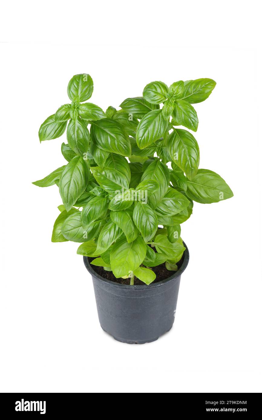 Basilico organico verde fresco in vaso nero isolato su sfondo bianco. Coltivazione di piante indoor, alimentazione sana, erbe aromatiche, ingrediente alimentare, spezie per c Foto Stock