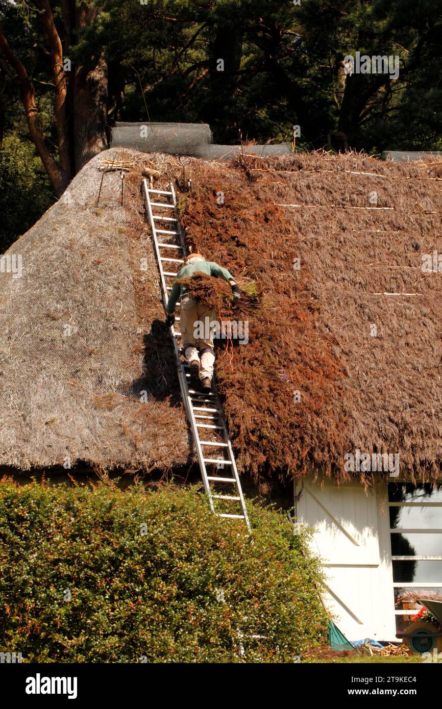 Thatcher, che fa il thatching di un cottage. Foto Stock