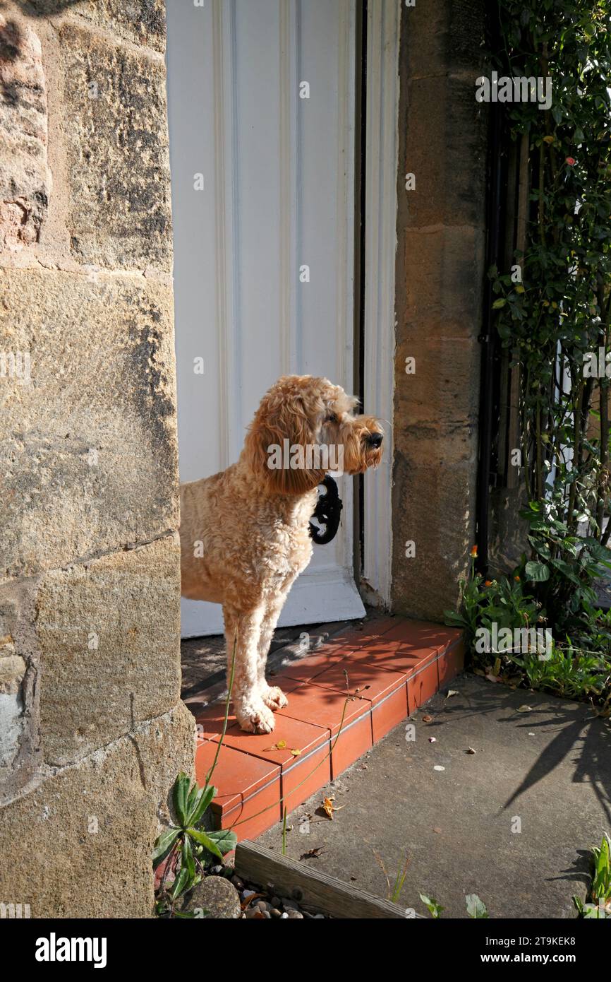 Cockerpoo cane da guardia. Cane di famiglia che guarda fuori dalla porta principale di un cottage in pietra, Foto Stock