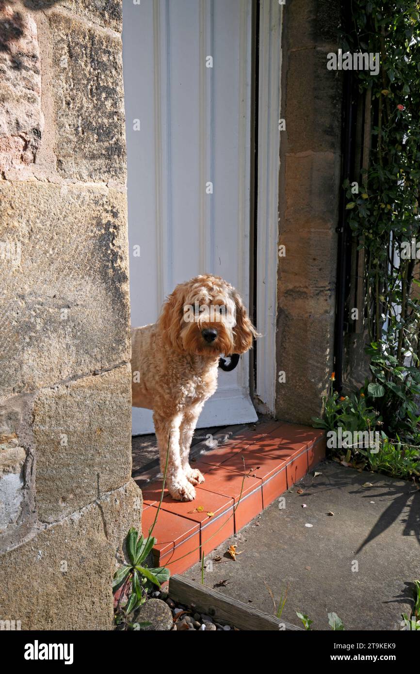 Cockerpoo cane da guardia. Cane di famiglia che guarda fuori dalla porta principale di un cottage in pietra, Foto Stock