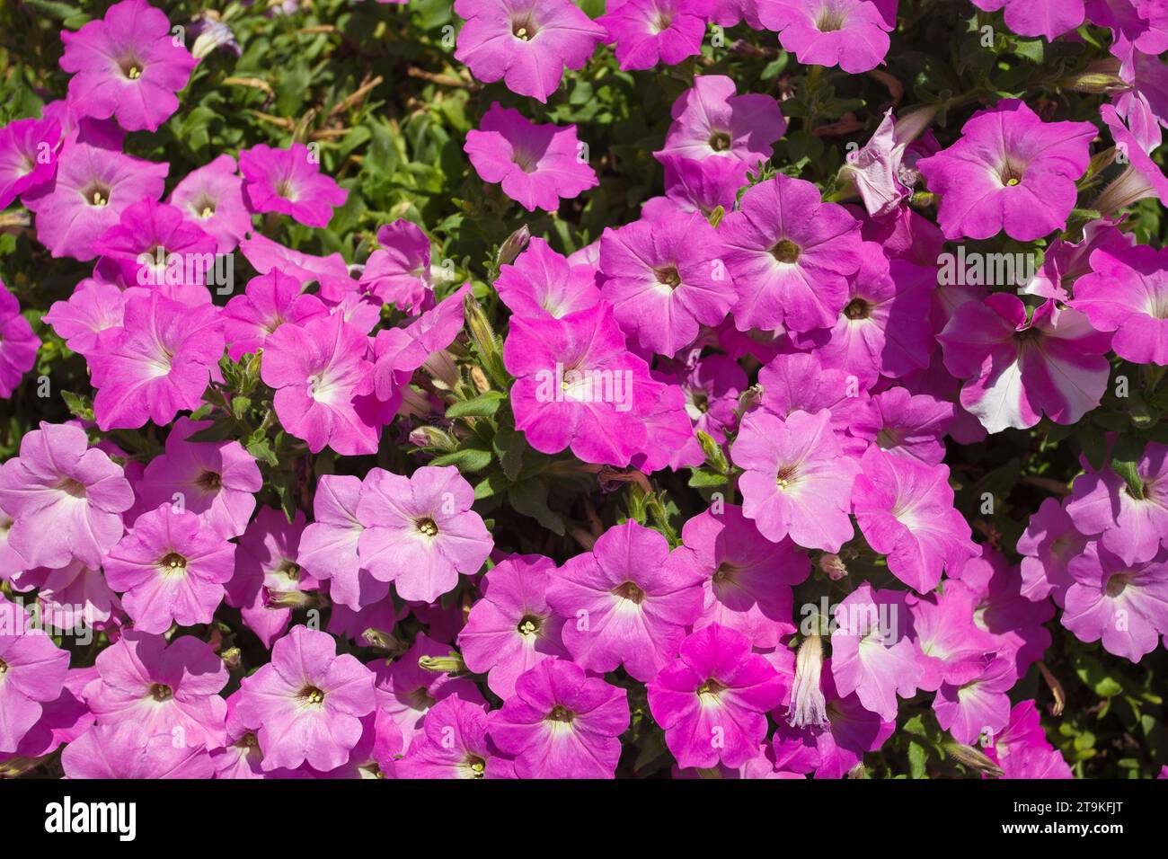 Fiori petunias rosa viola, crescono molto in giardino Foto Stock