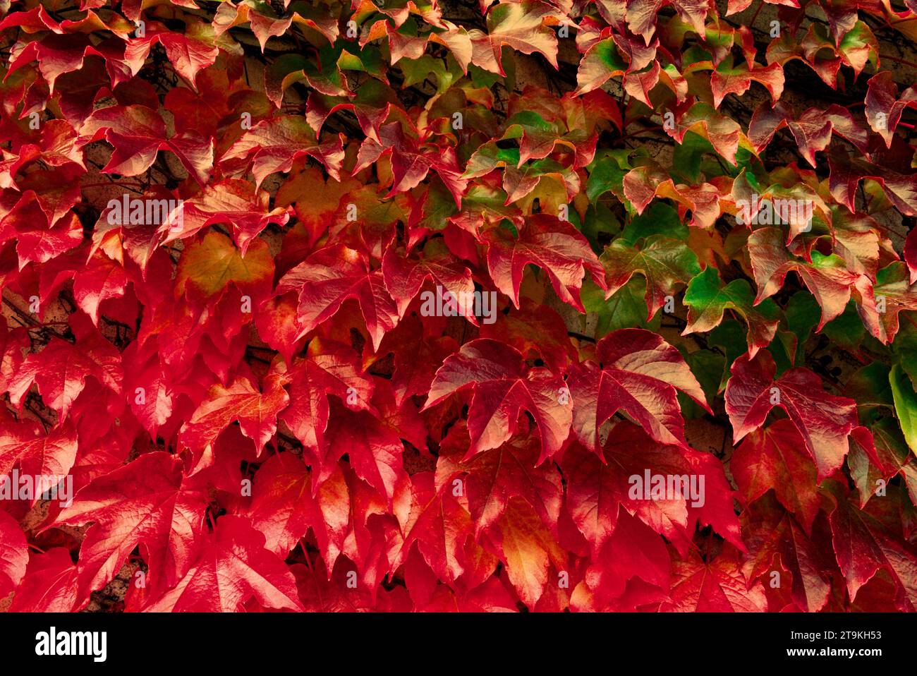 Una parete densamente ricca di foglie rosse, arancioni e verdi sovrapposte. Foto Stock