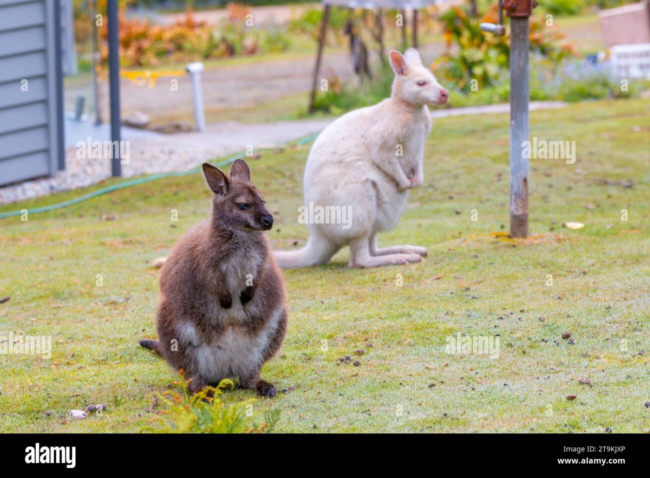Albino e il wallaby marrone di Bennett a Bruny Island, Tasmania Foto Stock