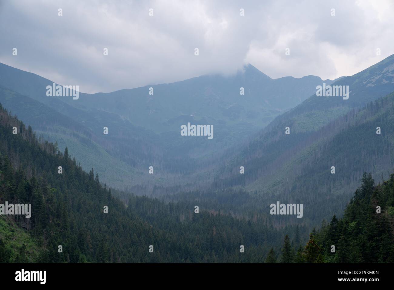 una vista nebbiosa attraverso la valle fino alle montagne parzialmente nascoste dai papaveri in estate Foto Stock